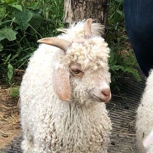 Meet your Posher, Isabella